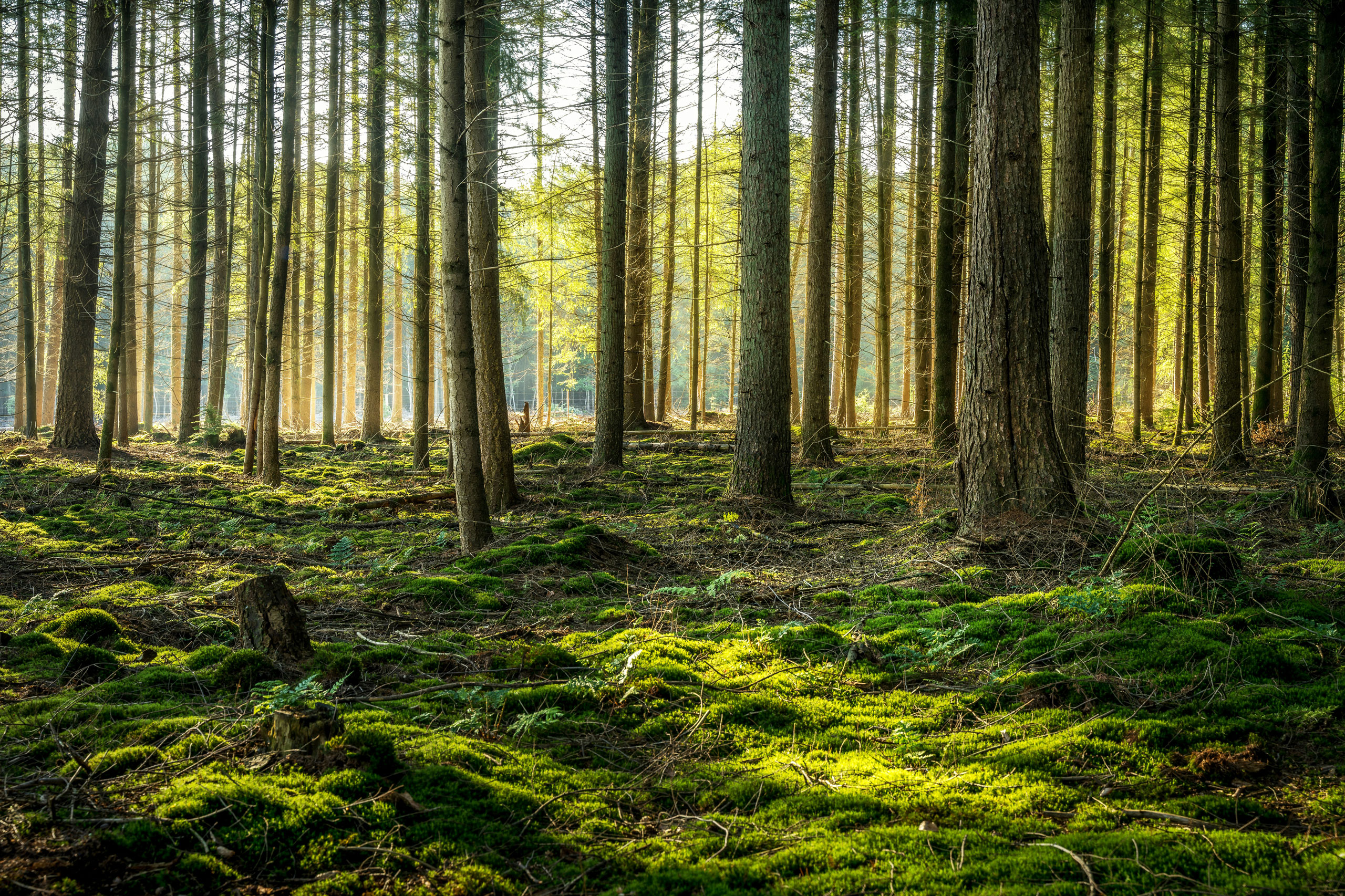 achtergrond-bos